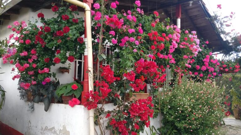 San Cristóbal, un jardín que florece todo el año