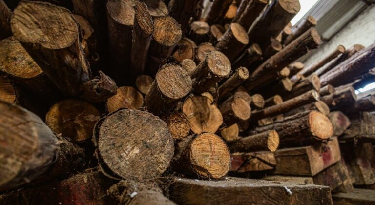 Área Metropolitana llama a denunciar tala y tráfico ilegal de madera