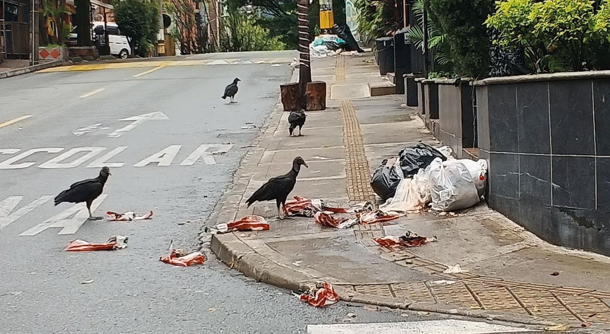 Envigado Enviaseo basuras gallinazos