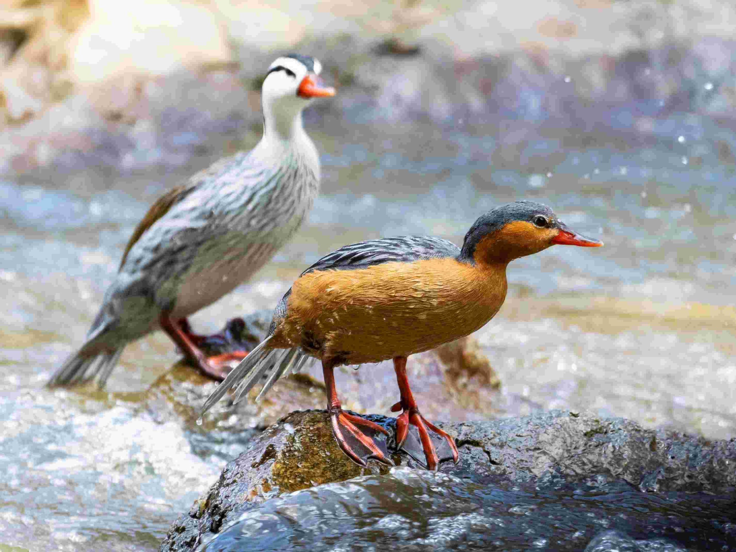 Concejo de La Ceja pato de torrentes río Piedras