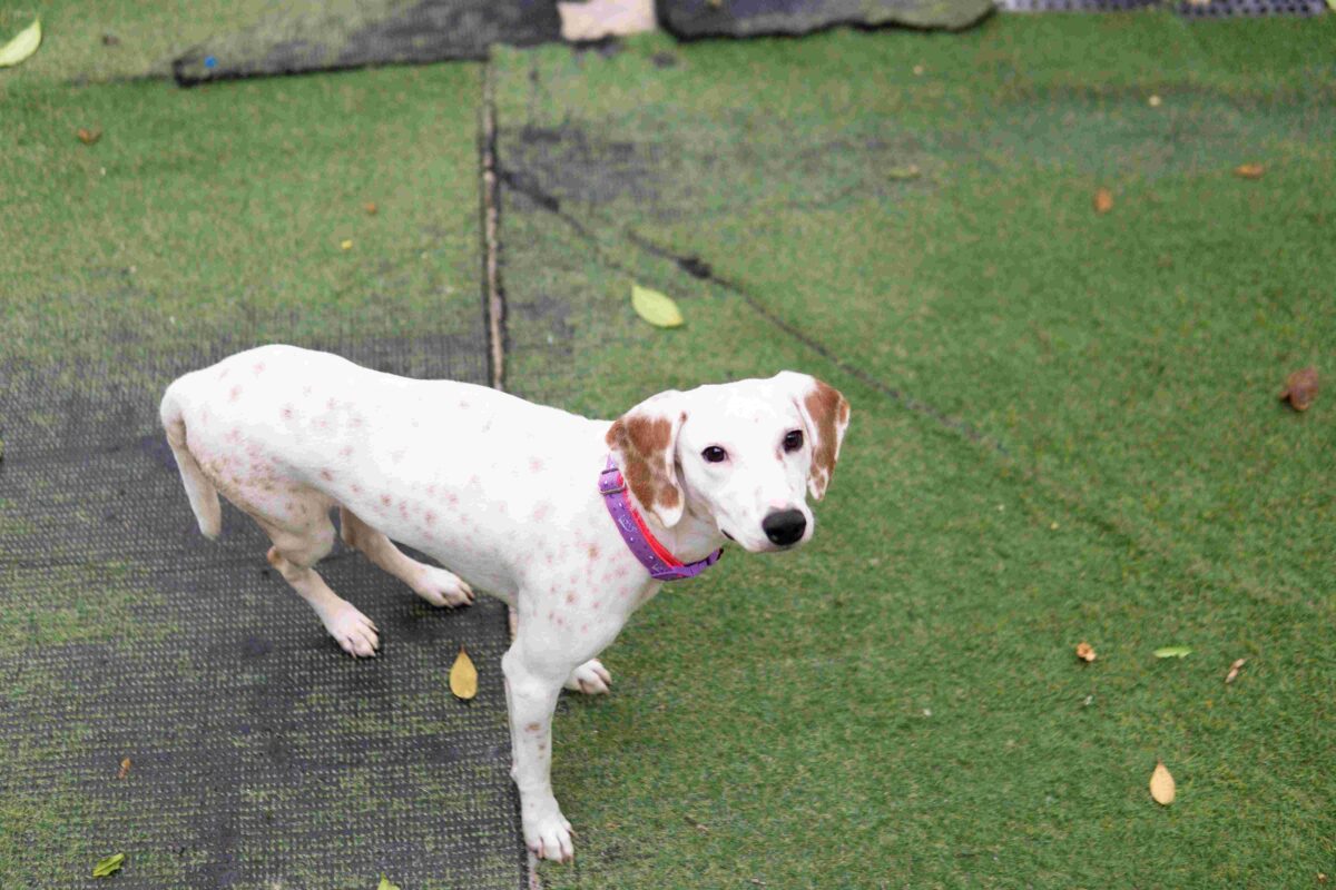 Perros UVA Ilusión Verde El Tesoro
