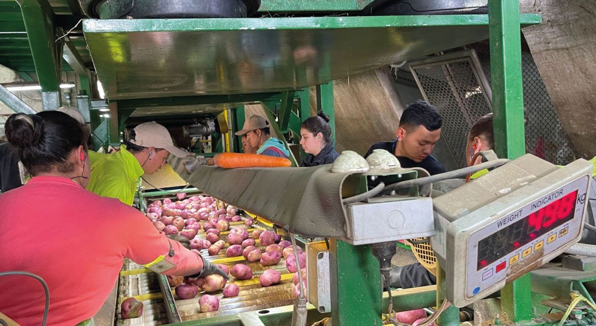 papas instituto colombiano agropecuario