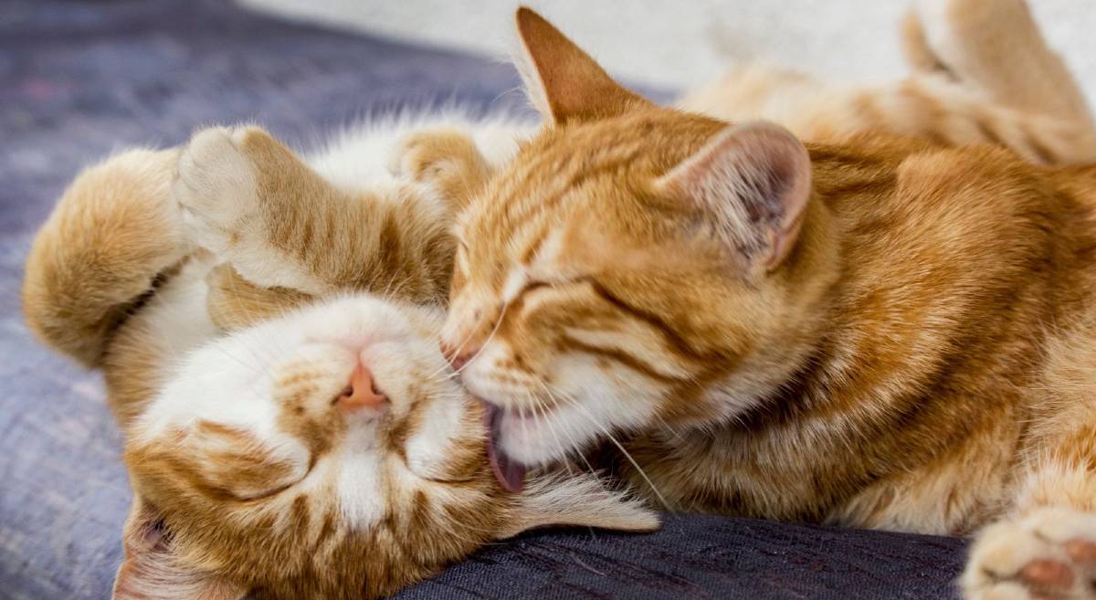 Escuela de Propietarios Felinos en Envigado