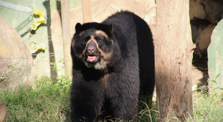 Llegó un oso de anteojos al parque
