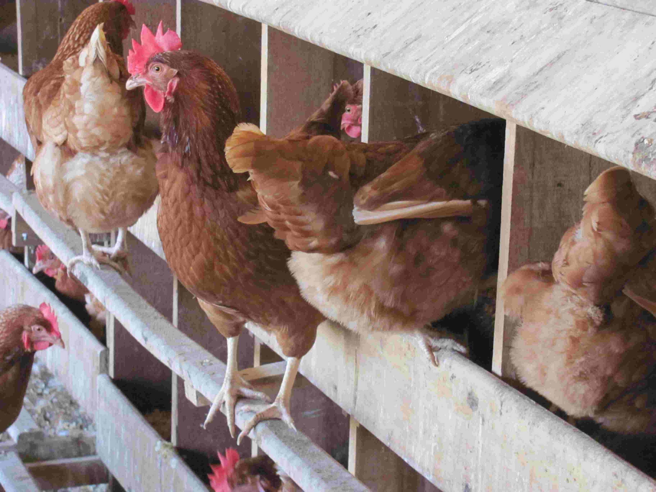 Fenavi gallinas pollos huevos avicultores