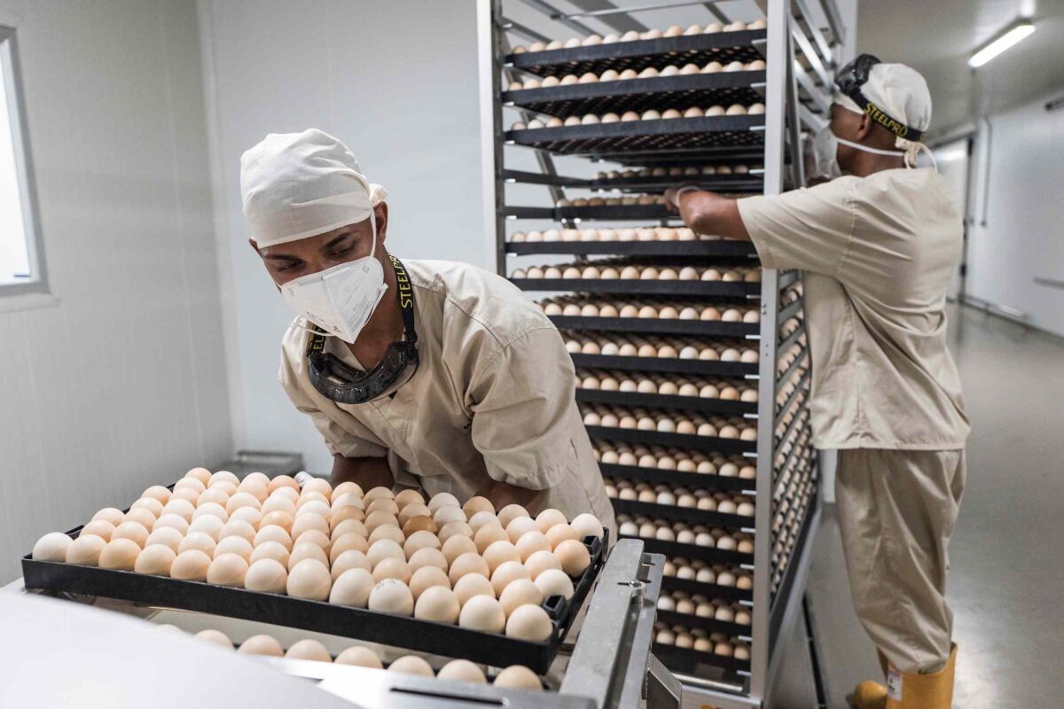 huevos contrabando avicultura Venezuela