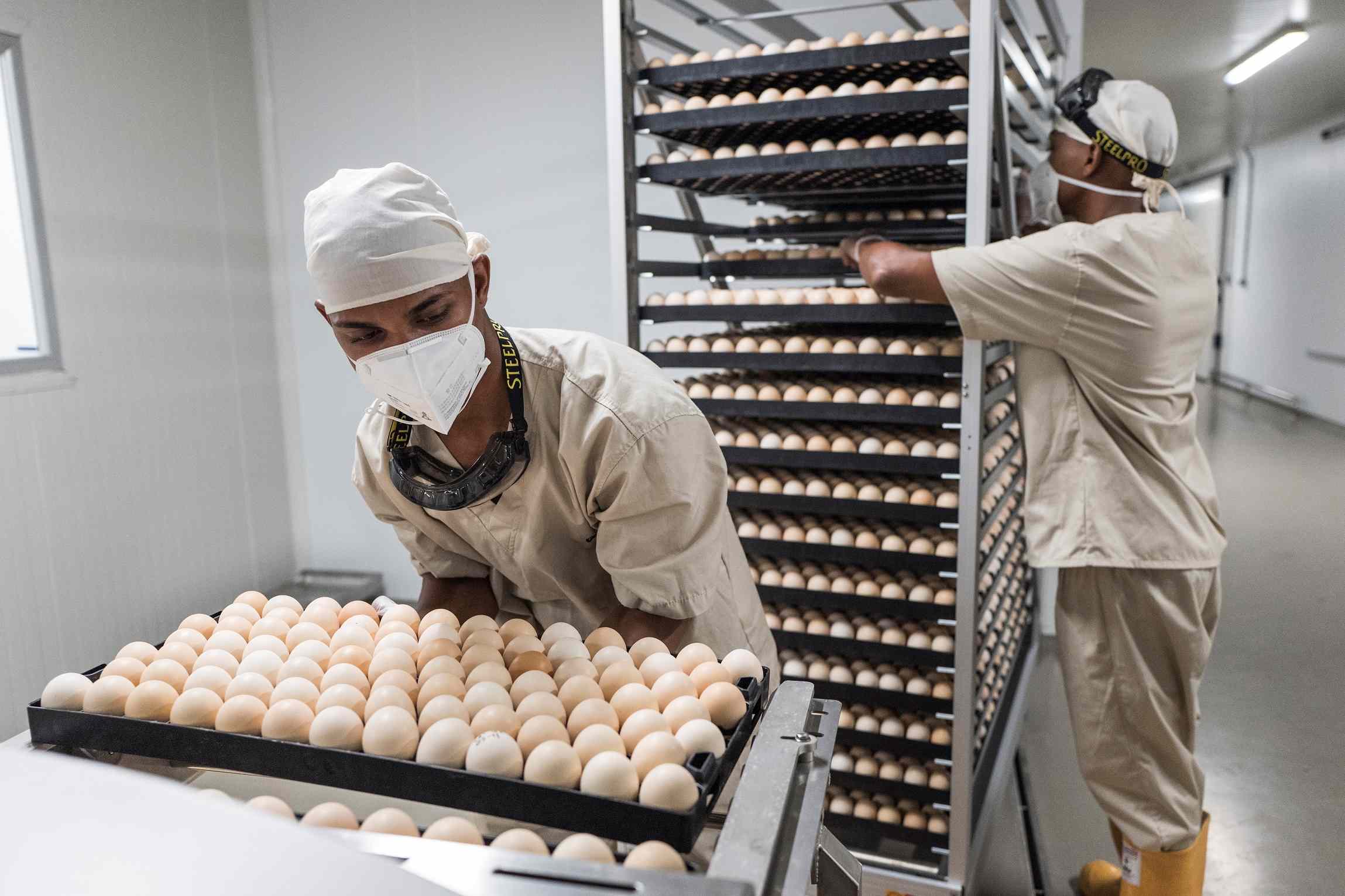 huevos contrabando avicultura Venezuela