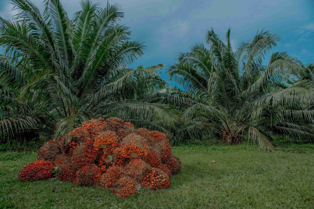 aceite de palma africana Fedepalma