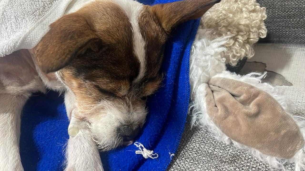 perros mascotas animales de compañía la presidenta