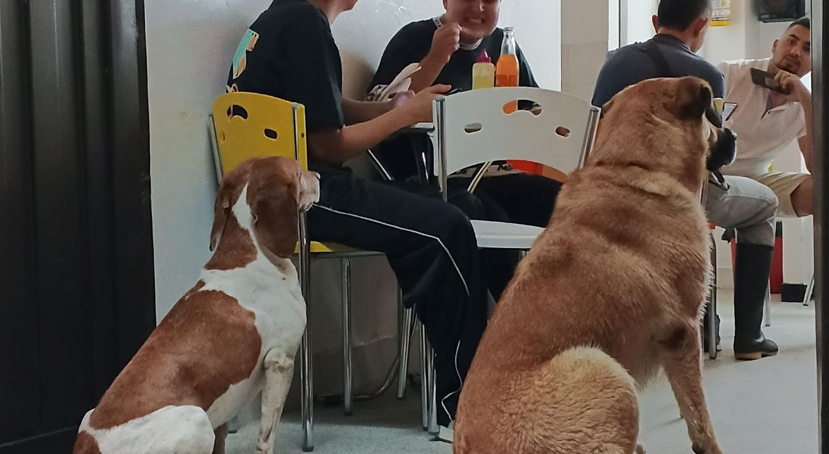 Concepción perros semicallejeros comercios