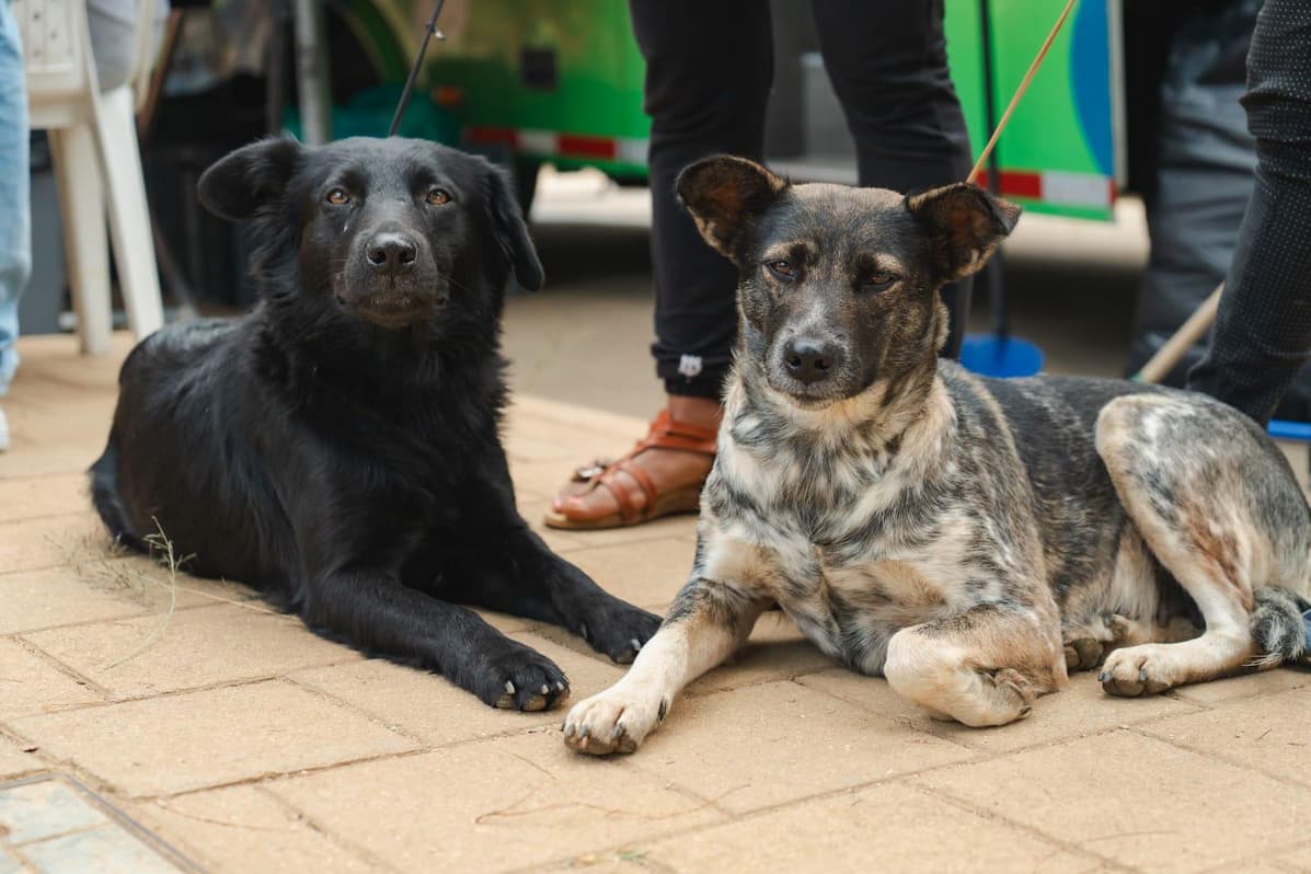 Continúan las jornadas de esterilización para mascotas en el Valle de Aburrá