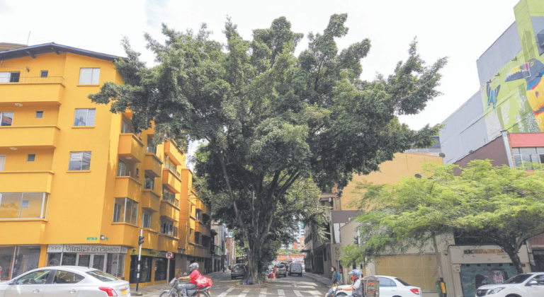Árboles en riesgo: amenazas y oportunidades latentes en Medellín