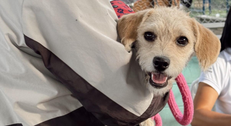 Más de 19 mil animales de compañía serán esterilizados gratuitamente en Medellín