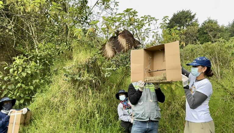 Regresaron 40 animales silvestres a su hábitat en La Estrella