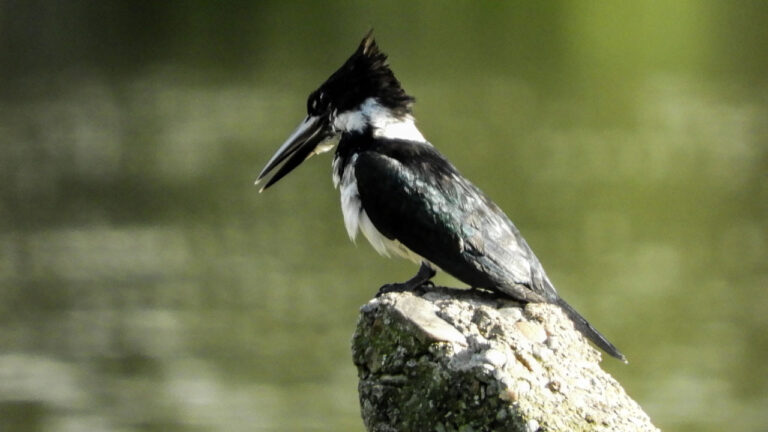 Colombia tuvo el mayor conteo de aves del mundo