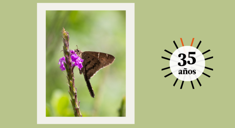 Celebrar el Día de las Madres con  Mariposas Metamorfosis