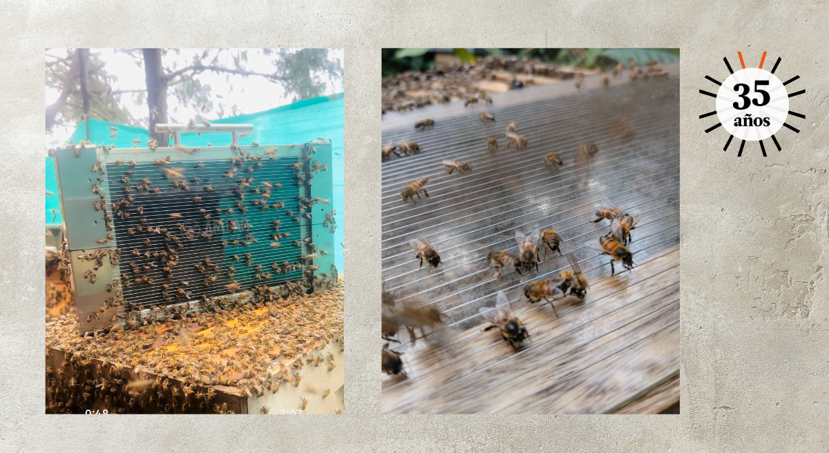 Ámbar Apícola: emprendimiento que invita a salvar el mundo empezando por las abejas