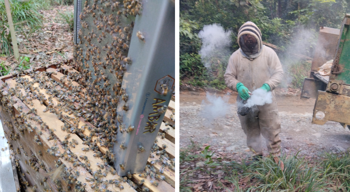 Ámbar Apícola: emprendimiento que invita a salvar el mundo empezando por las abejas