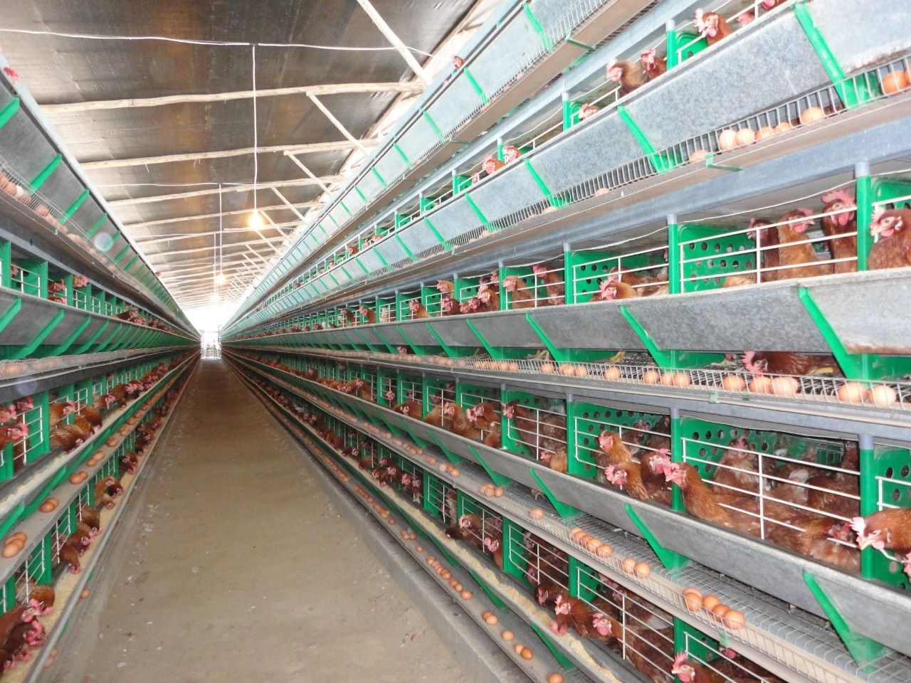 Gallinas influenza aviar de alta patogenicidad IAAP