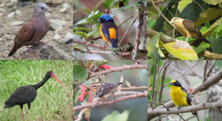 Las aves ‘estudian’ en la UdeA
