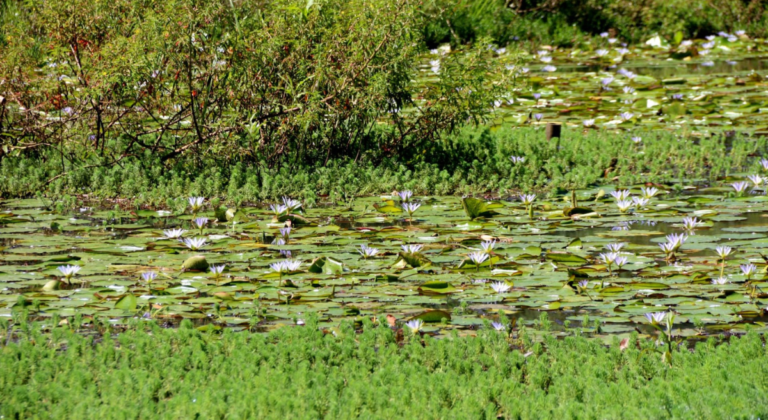 Rionegro celebrará la Semana Ambiental 2025