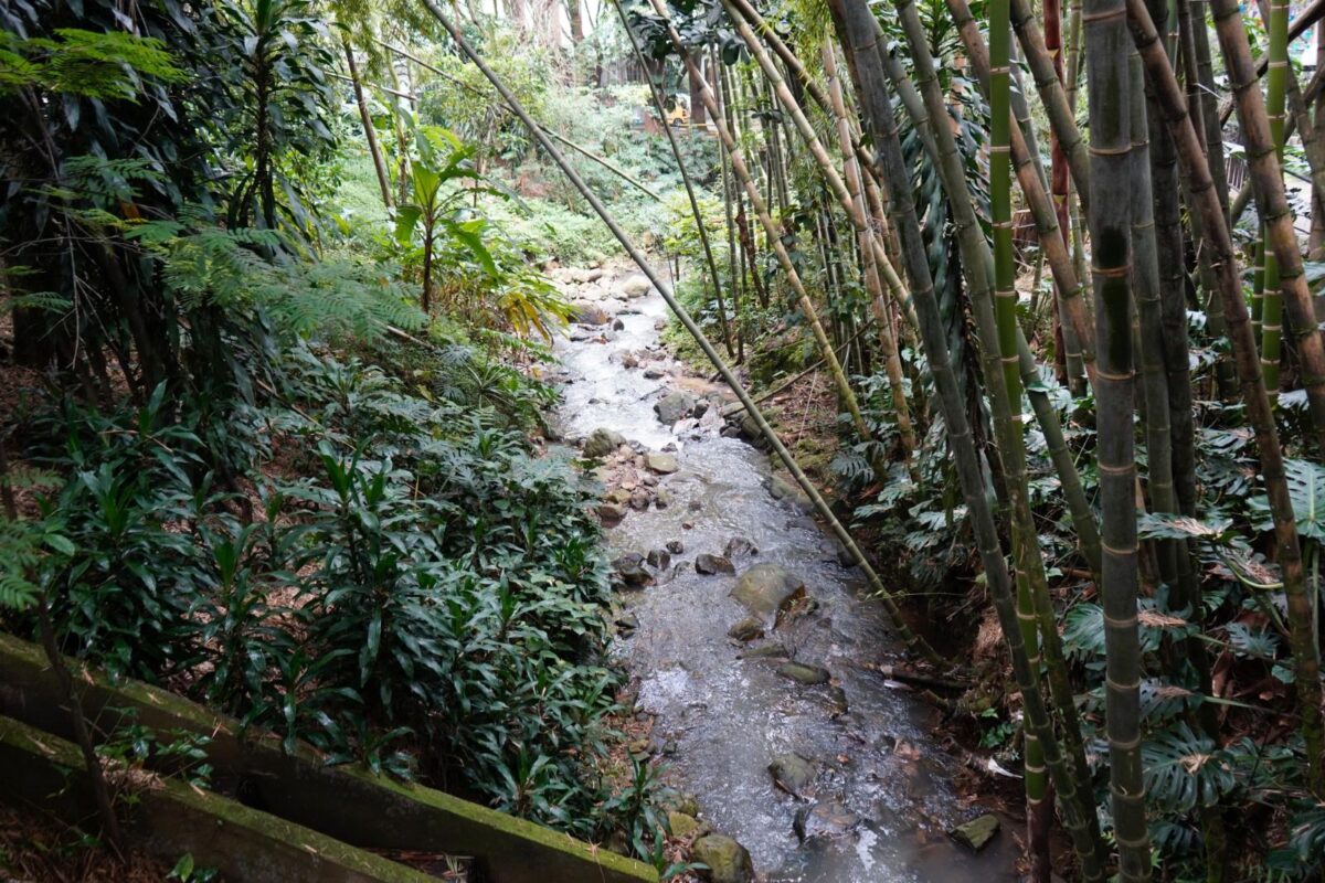 Sendero ecológico jornada ambiental quebrada La Presidenta