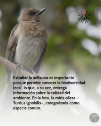 Las aves estudian en la UdeA (5)