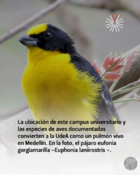 Las aves estudian en la UdeA (5)