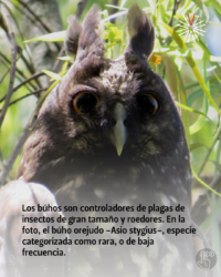 Las aves estudian en la UdeA (5)
