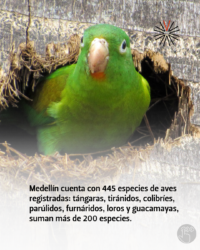 Las aves estudian en la UdeA (5)