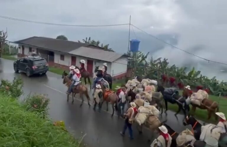 Entre brumas: travesía de mulas que partió de Abejorral, Antioquia, llega a Salamina, Caldas