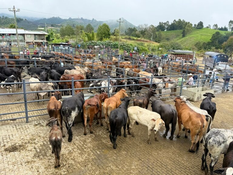 En Abejorral entregan cuarta etapa de la feria de ganado