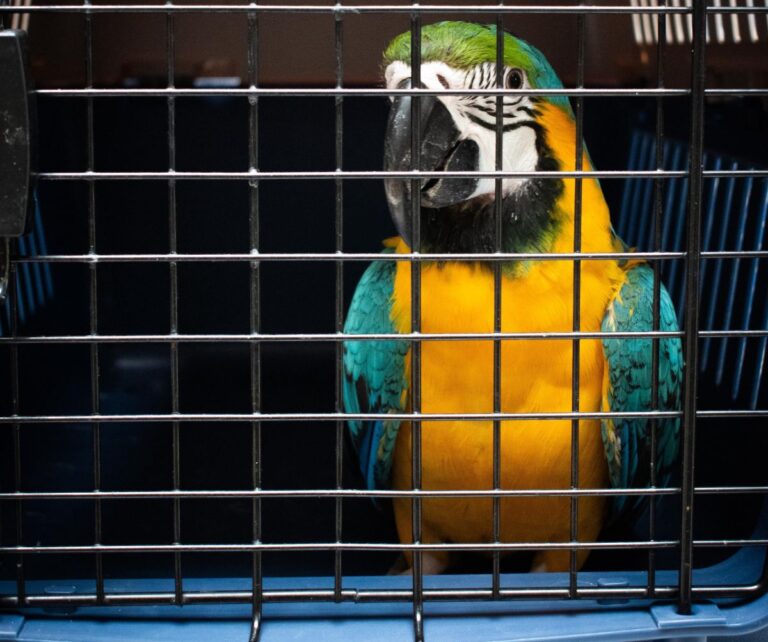 Operativo permitió recuperar aves silvestres que estaban en cautiverio