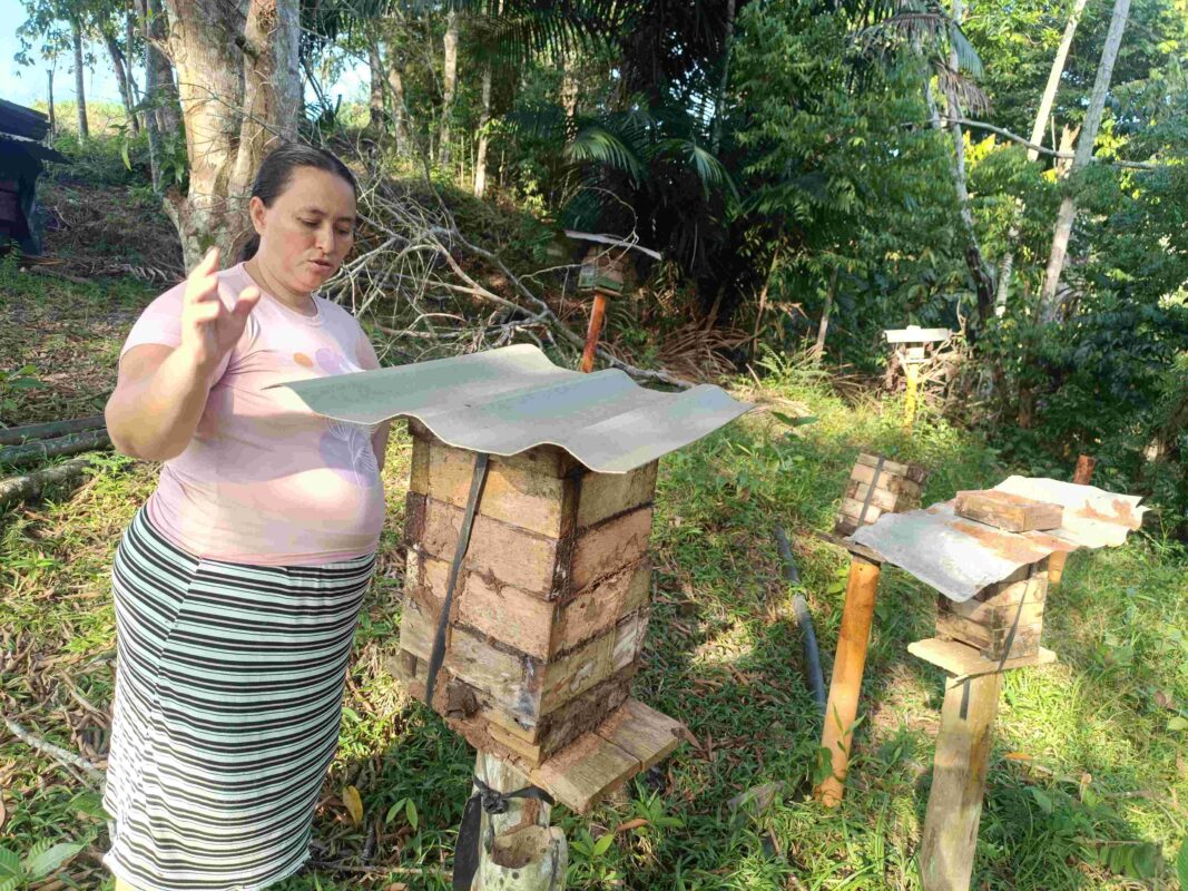 apicultura meliponicultura campesina