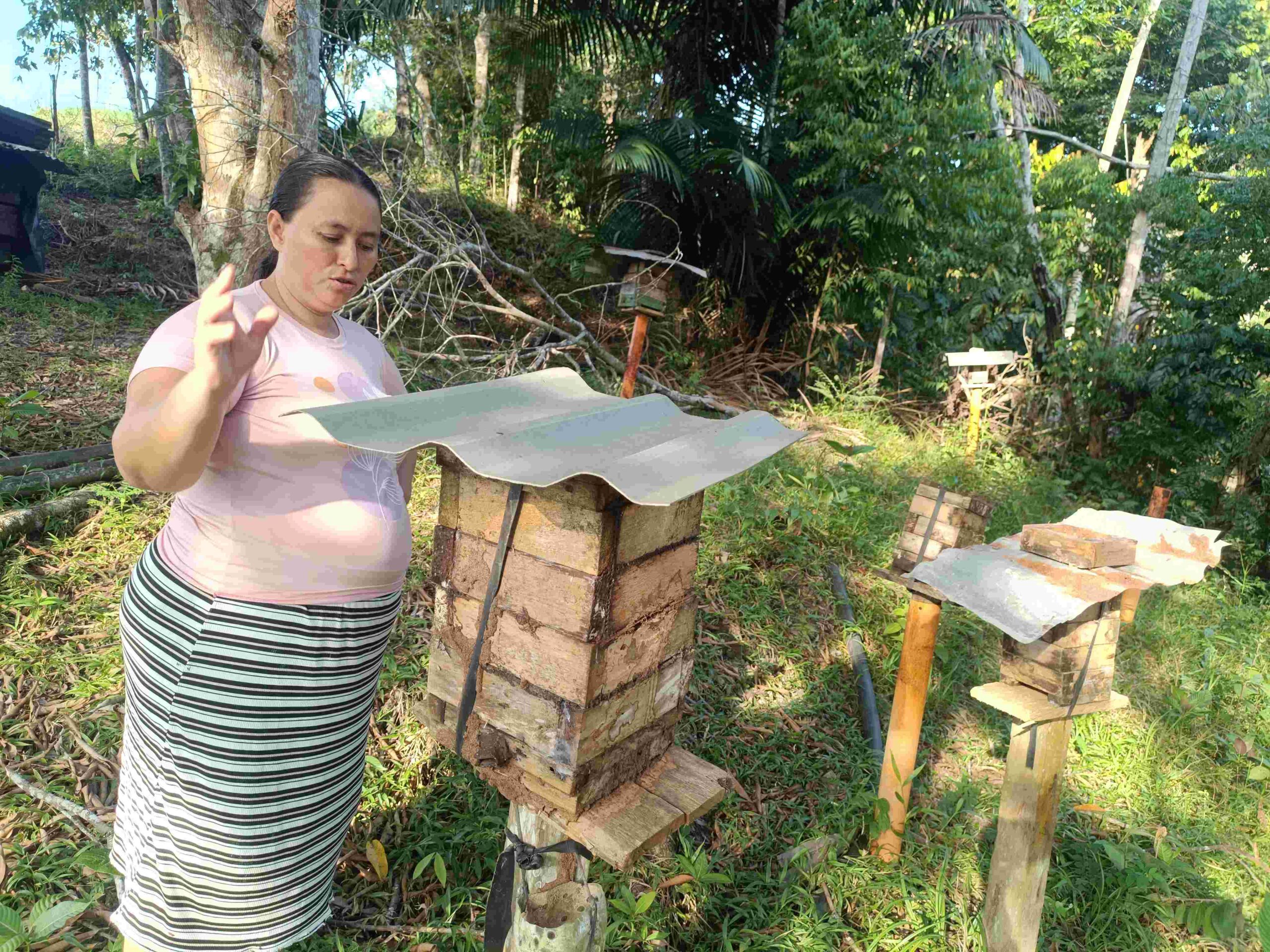 apicultura meliponicultura campesina
