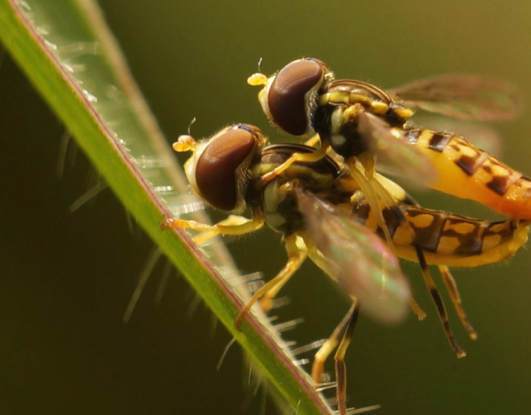 Esta es la riqueza de insectos y hongos que registra la U. de A. en Antioquia