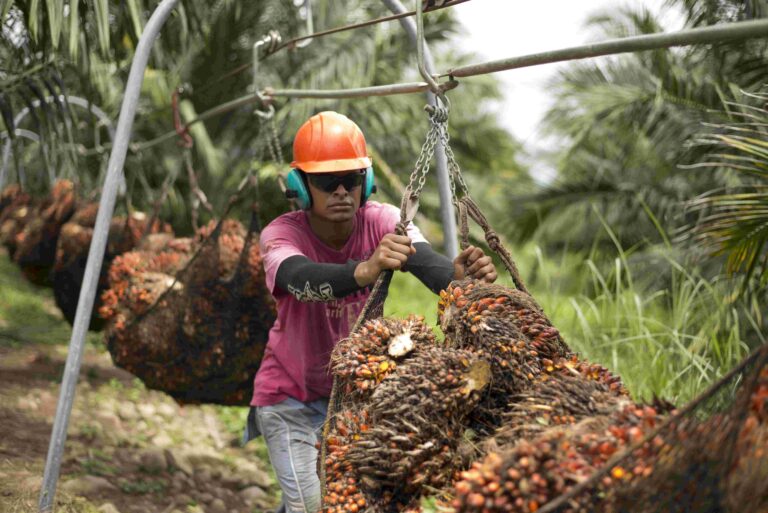 Pese a bloqueos e invasiones a fincas, crece producción de aceite de palma