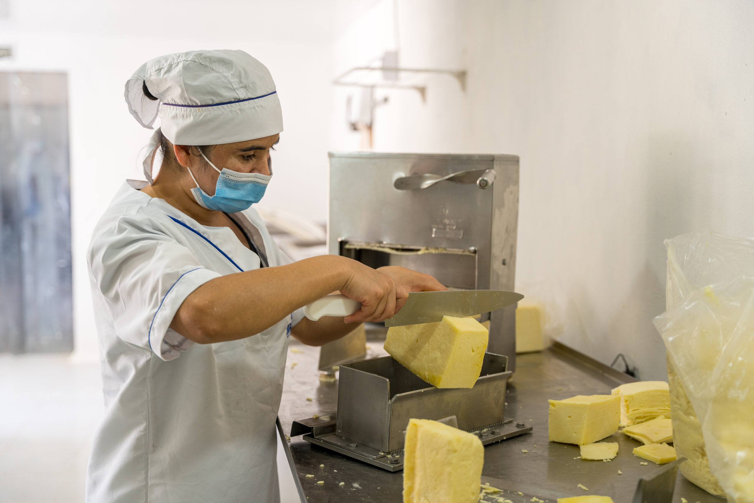 quesos lácteos leche operario operaria