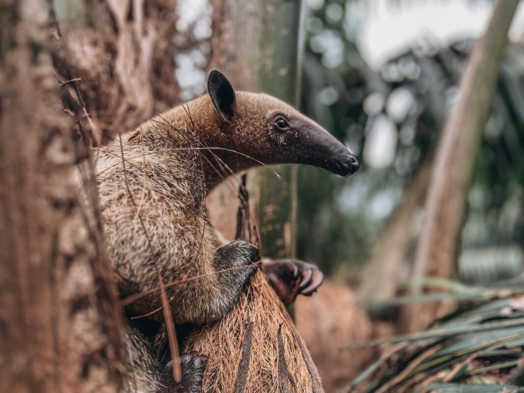 Listado de ganadores del concurso de fotografía ambiental de Fedepalma 2025