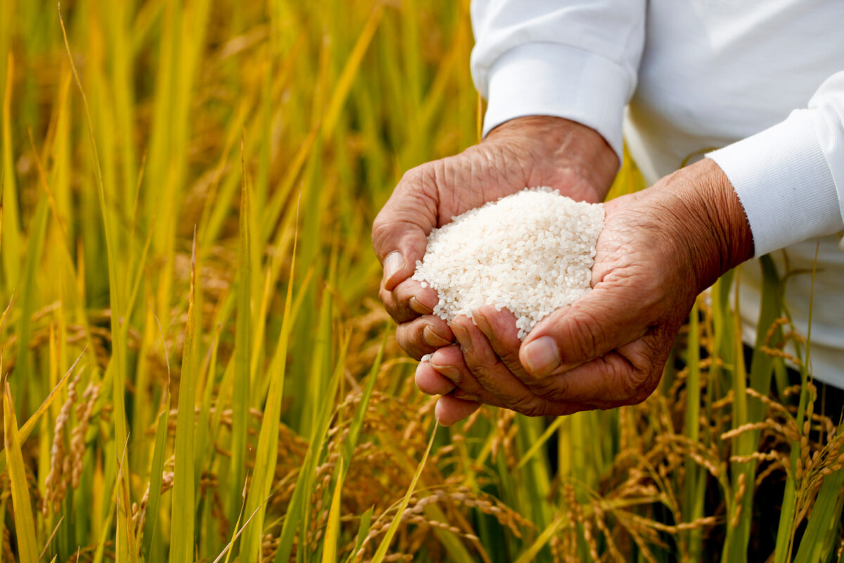 Bolsa Mercantil de Colombia coordina la entrega de ayudas a los productores colombianos de arroz.