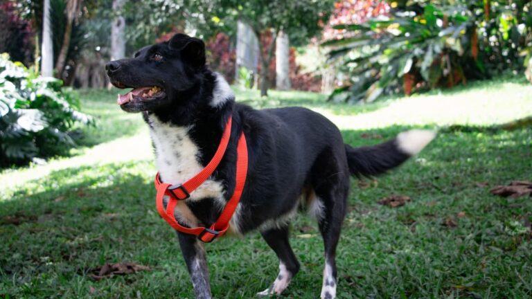 Animales geriátricos o con discapacidad podrán encontrar hogar en una nueva jornada de adopción