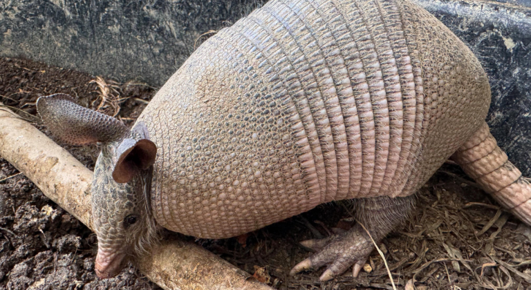 Durante las vacaciones aumenta el tráfico ilegal y uso indebido de fauna silvestre