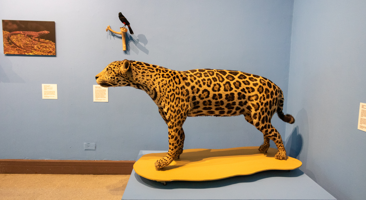 La historia de Antioquia en una exposicion en el MUUA (1)
