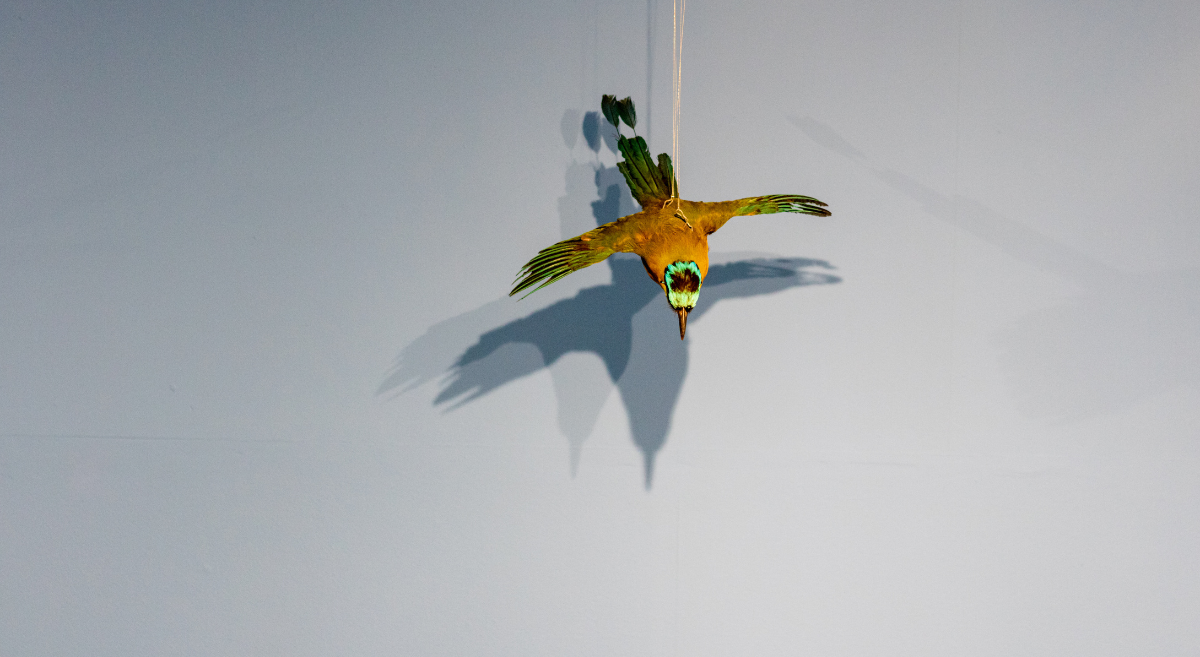 La historia de Antioquia en una exposicion en el MUUA (5)