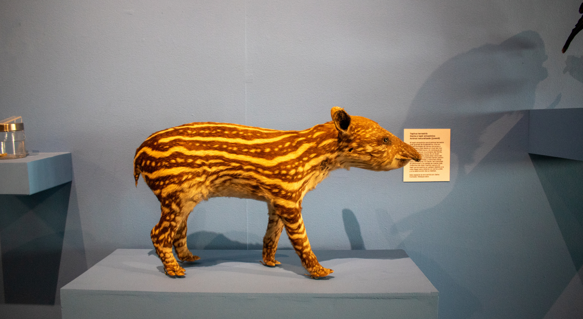 La historia de Antioquia en una exposicion en el MUUA (6)