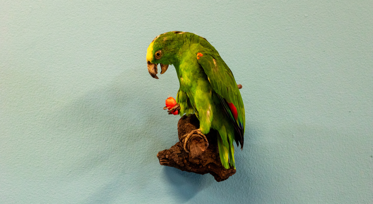La historia de Antioquia en una exposicion en el MUUA (7)