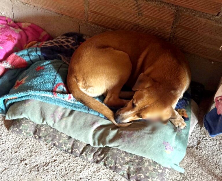 Salvan perrito maltratado, en Sonsón