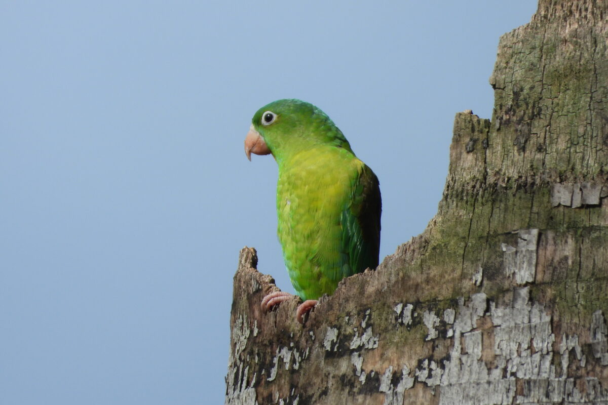 Exposición sobre Aves del corredor de la 80