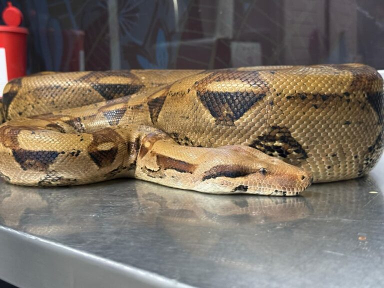 Las reflexiones que deja la boa constrictor recuperada en Belén