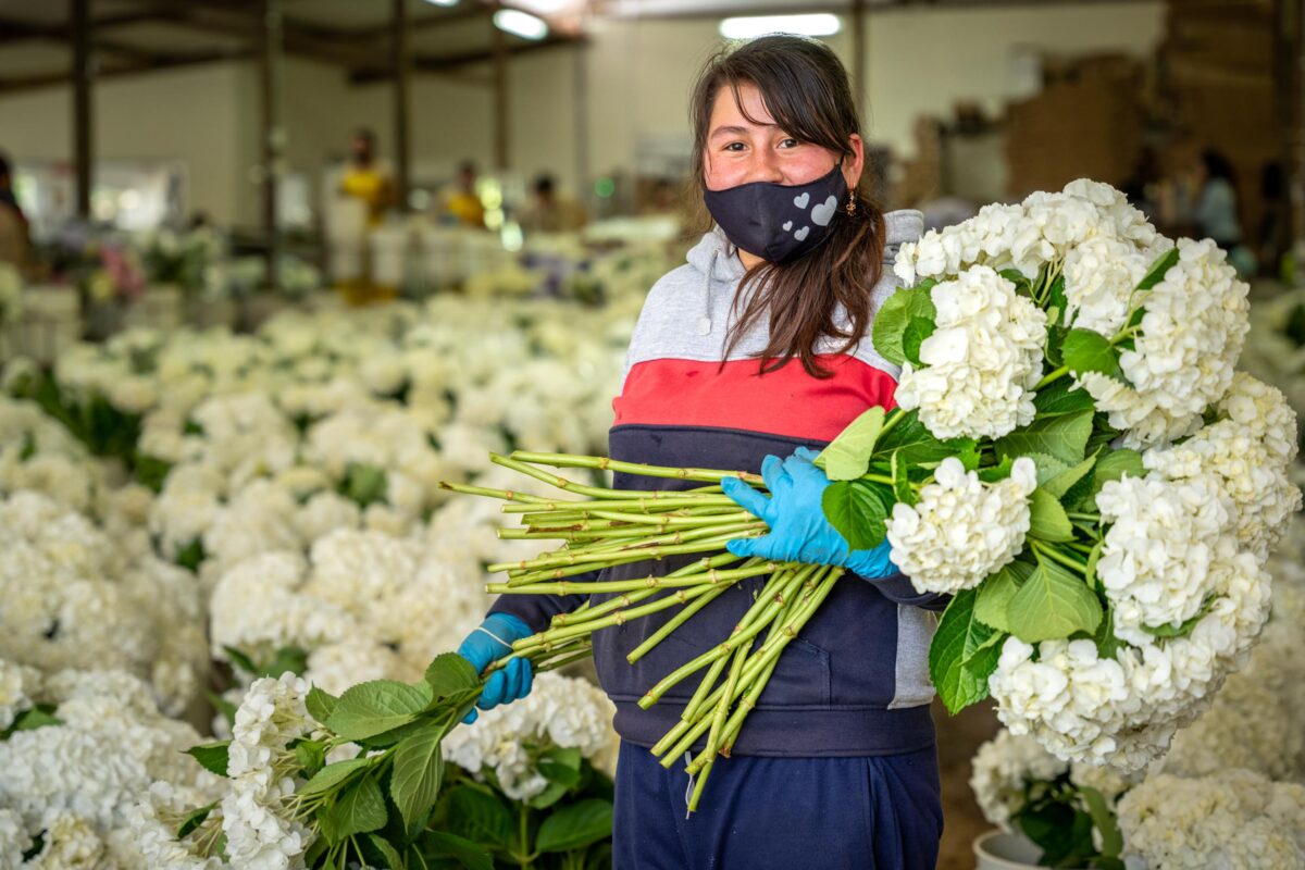 VII Simposio Hortensias y Ornamentales en Rionegro, 2025